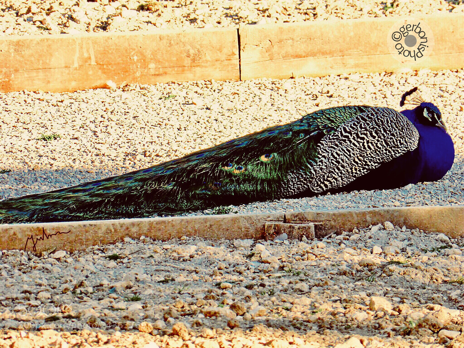 Panasonic Lumix DMC-ZS30 (Lumix DMC-TZ40) sample photo. The peacock's rest under photography