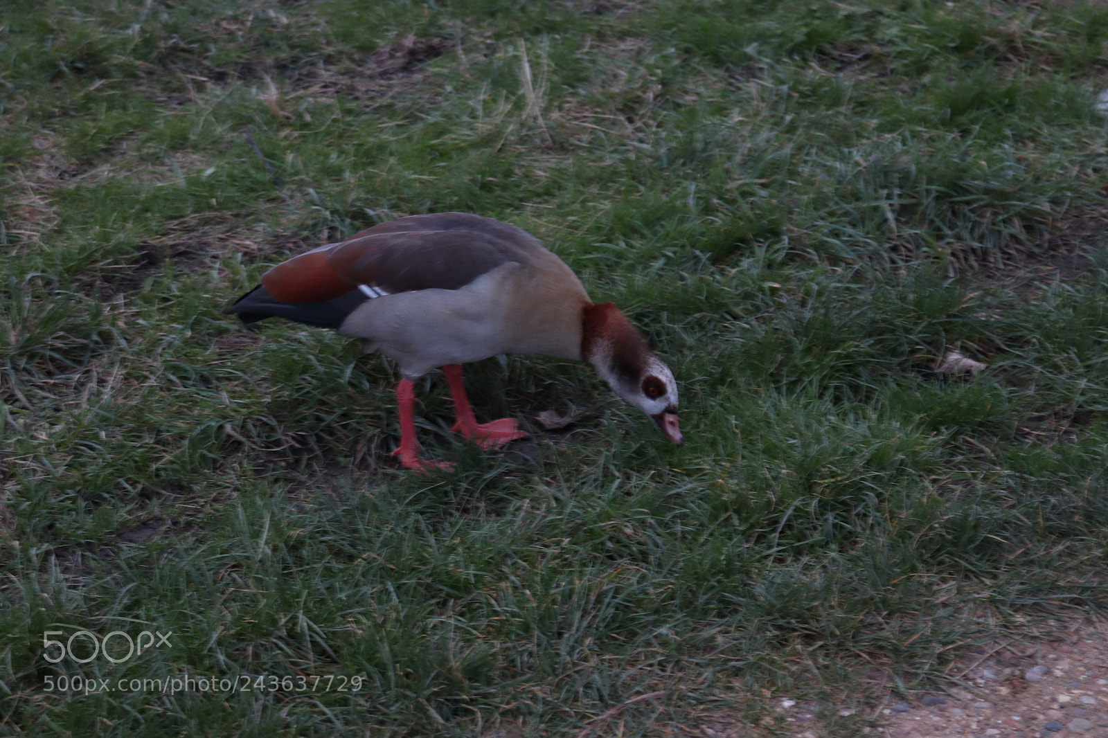 Canon EOS 200D (EOS Rebel SL2 / EOS Kiss X9) sample photo. Duck fortnite photography