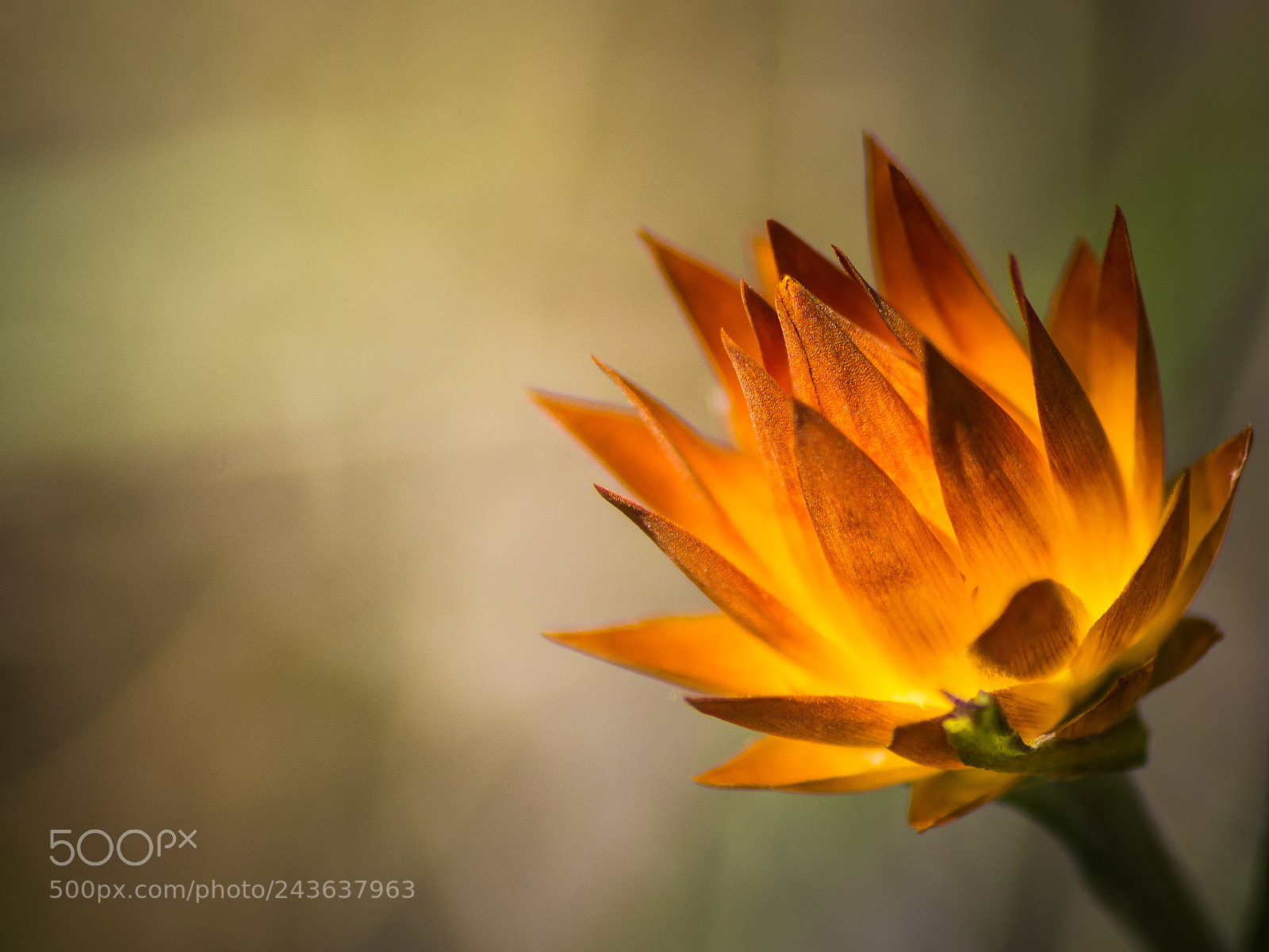 Nikon D7200 sample photo. Everlasting daisy opening up photography