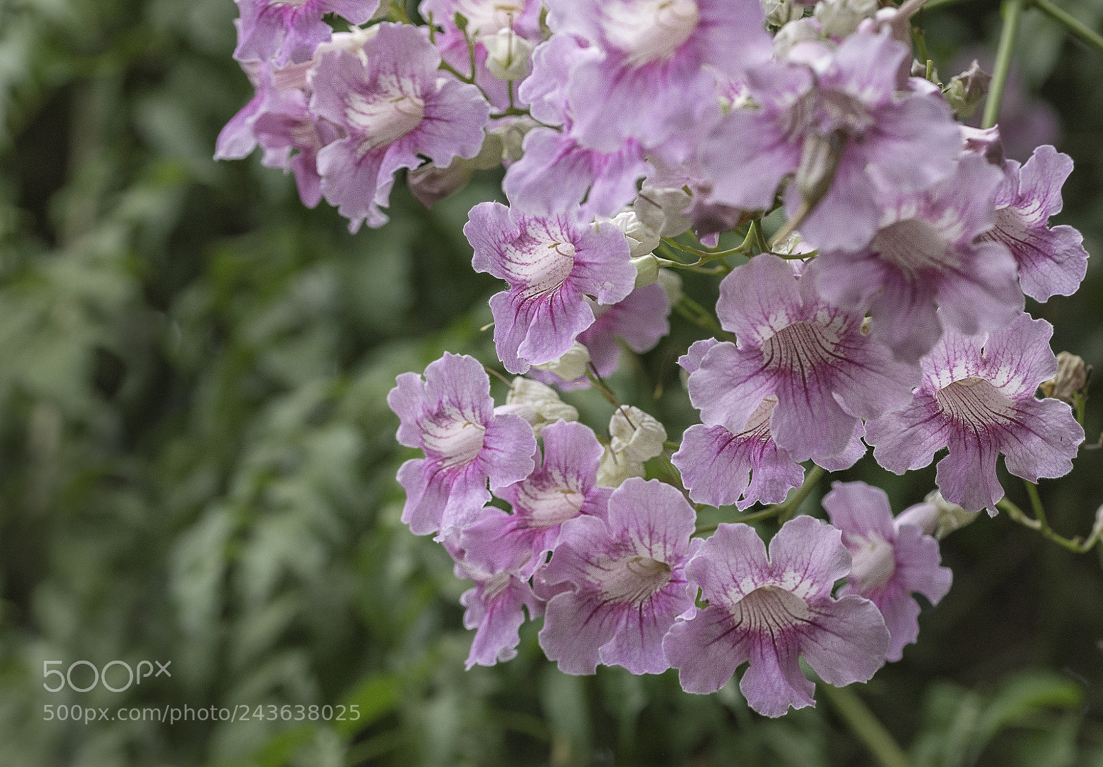 Nikon D3200 sample photo. Pink trompet vine photography