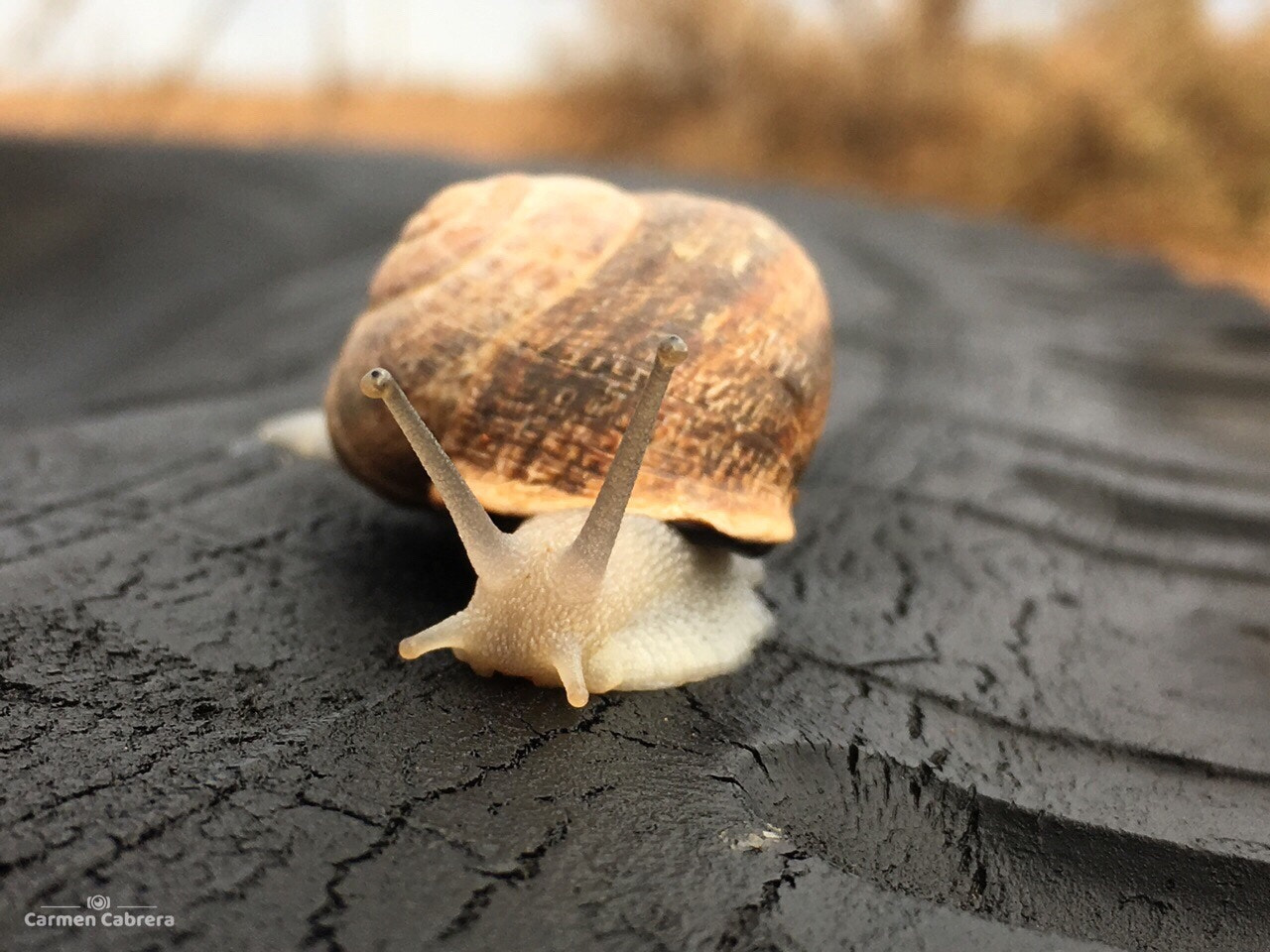 Apple iPhone8,1 sample photo. Hey snail! show your horns to the sun photography