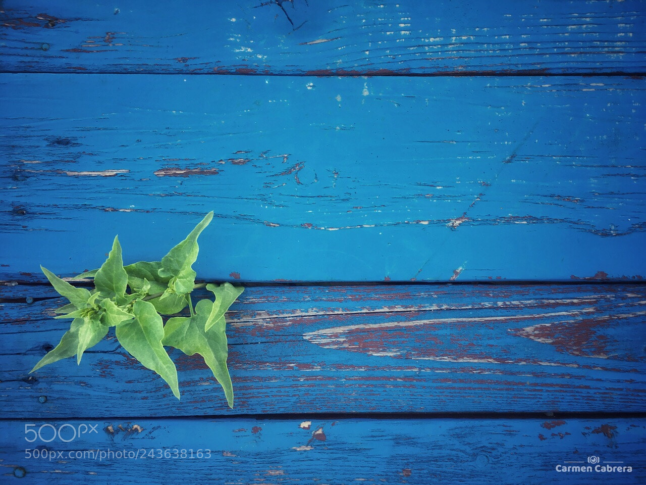Apple iPhone 6s sample photo. Green on blue photography