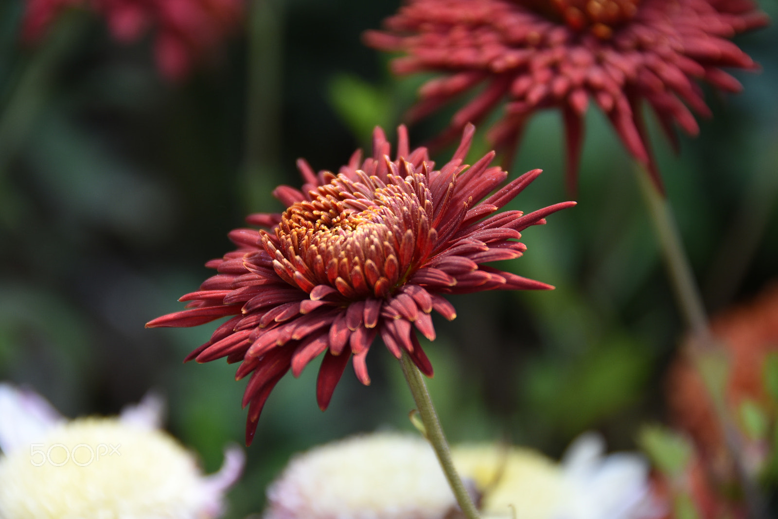 Nikon D7200 sample photo. Presenting a piece of heaven photography