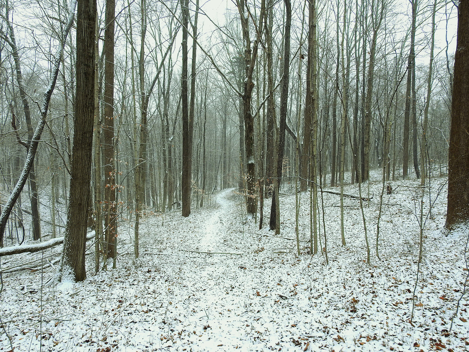 Nikon Coolpix P900 sample photo. Snow covered trail photography