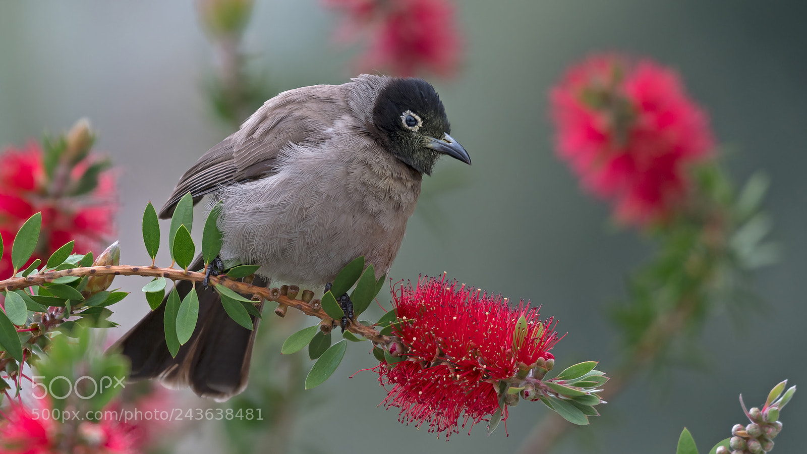 Nikon D500 sample photo. White-spectacled bulbul photography