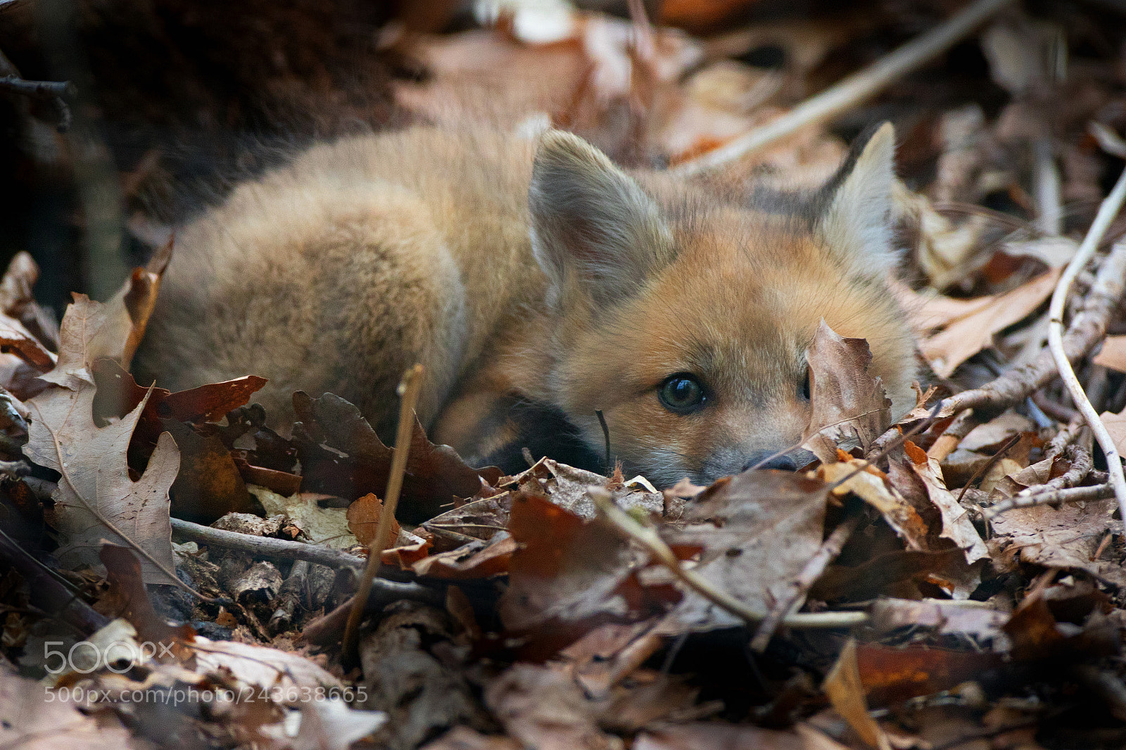 Canon EOS 7D Mark II sample photo. Fox cub leafy floor photography