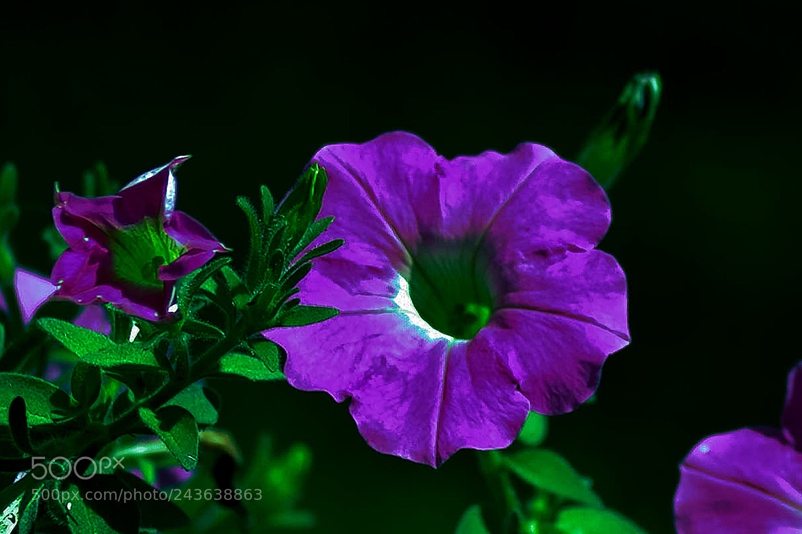 Nikon D700 sample photo. Petunia morada photography