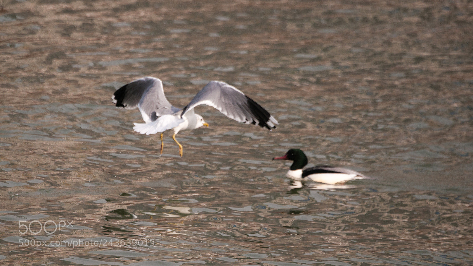 Nikon D3X sample photo. Hagdon play duck photography