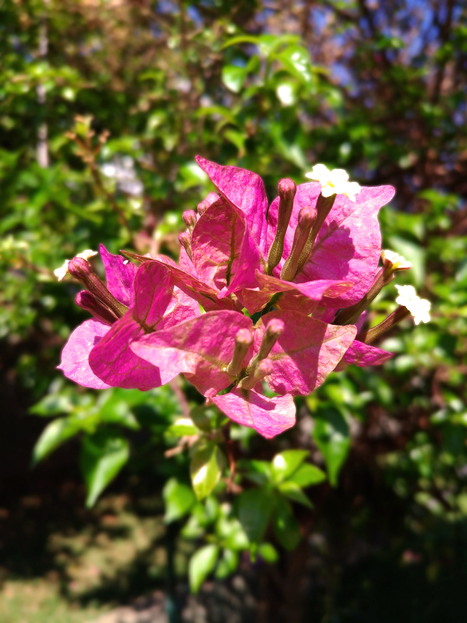 ASUS Z012DC sample photo. A flower a day photography