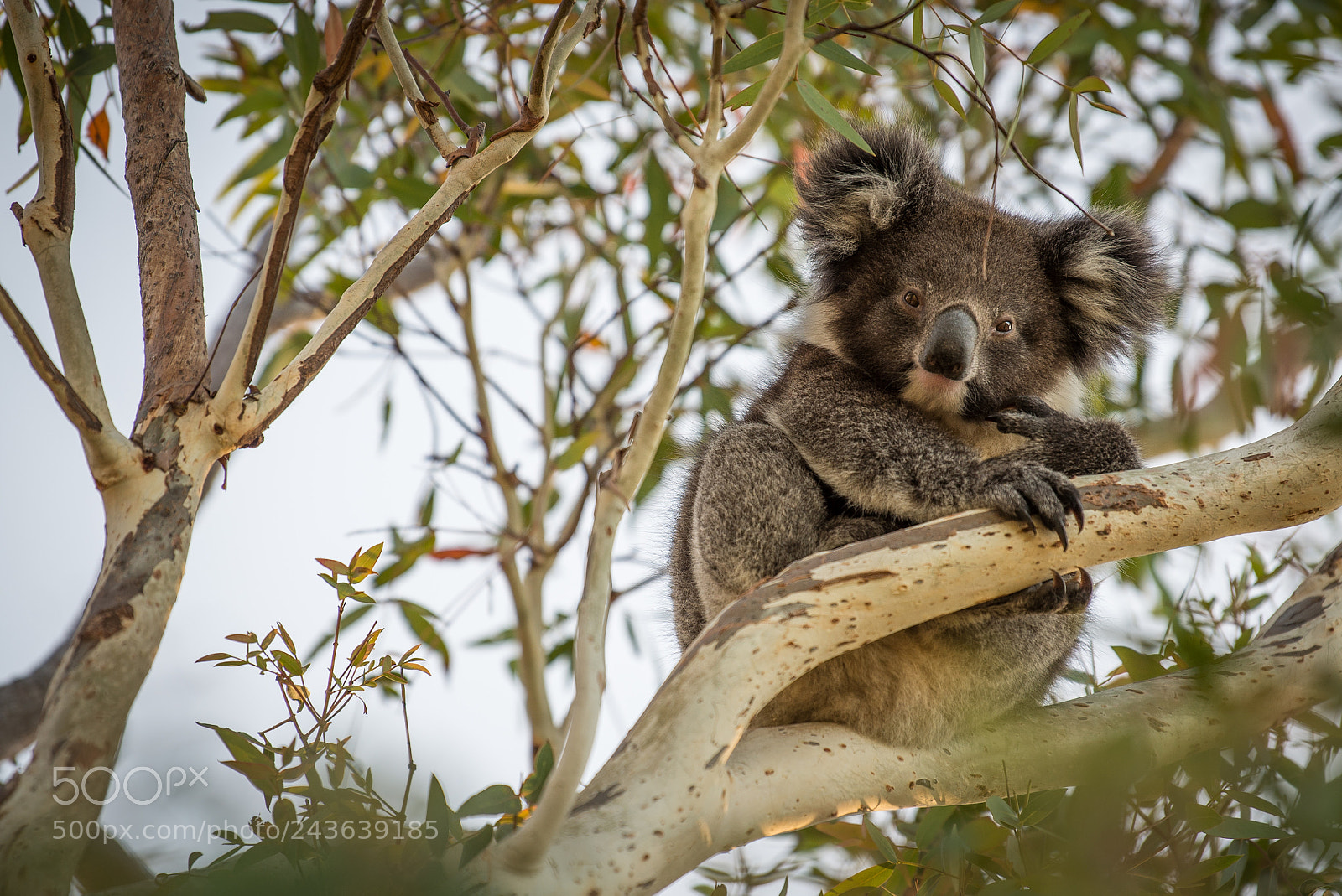 Nikon D600 sample photo. Koala photography