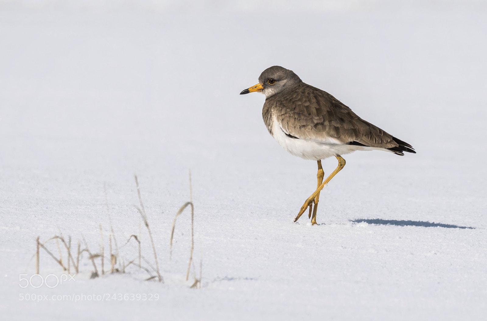 Nikon D500 sample photo. Vanellus cinereus photography
