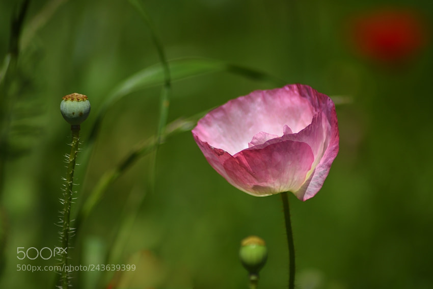 Nikon D7200 sample photo. *** photography