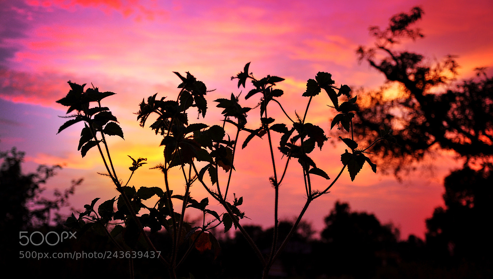 Nikon D90 sample photo. Natural shades of sunset photography