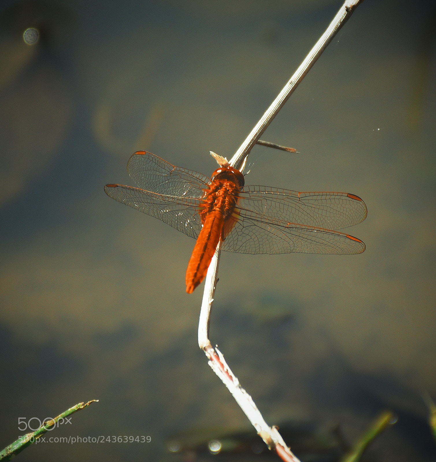 Nikon D5600 sample photo. Scarlet skimmer photography