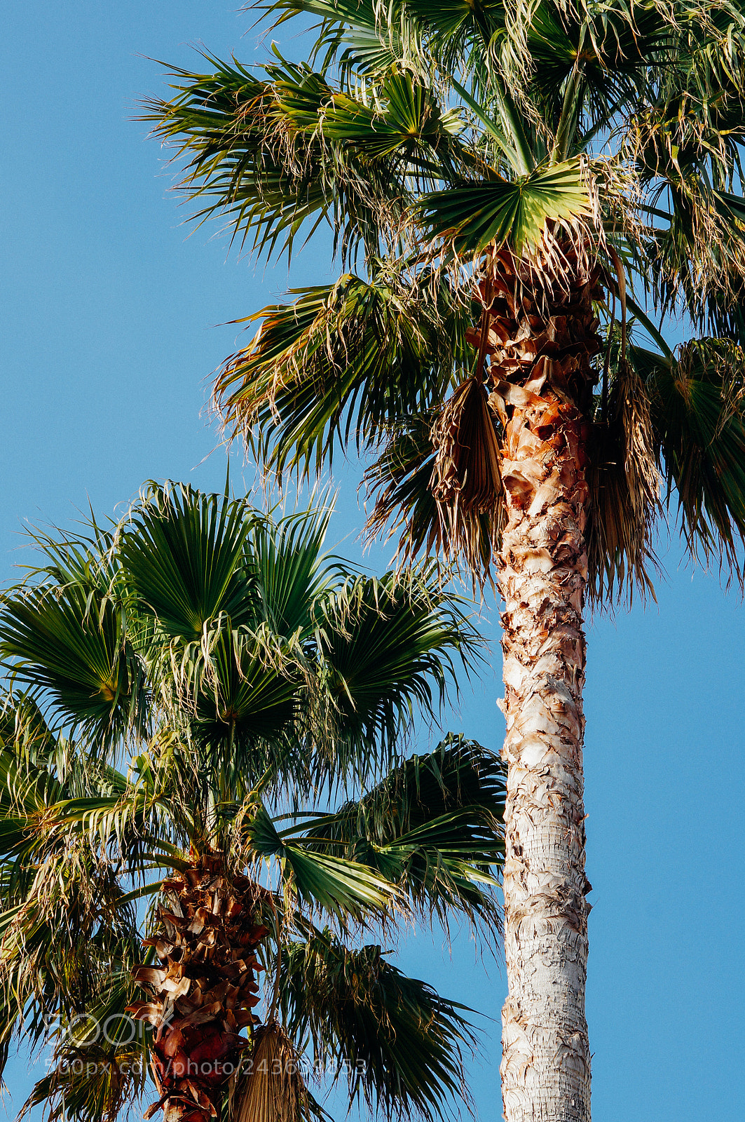 Sony Alpha NEX-5R sample photo. Palm trees photography