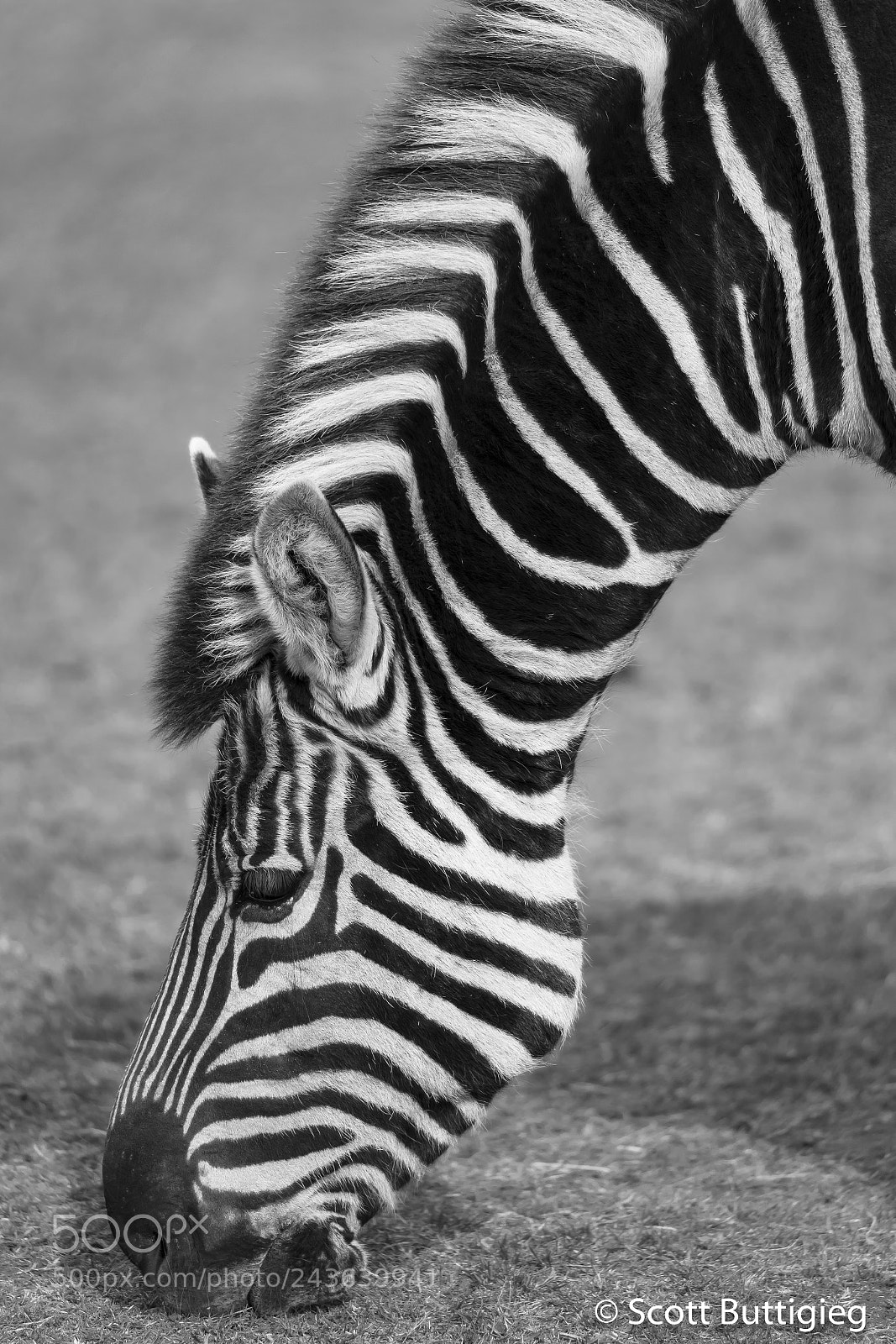 Canon EOS-1D X Mark II sample photo. Black with white stripes ? photography
