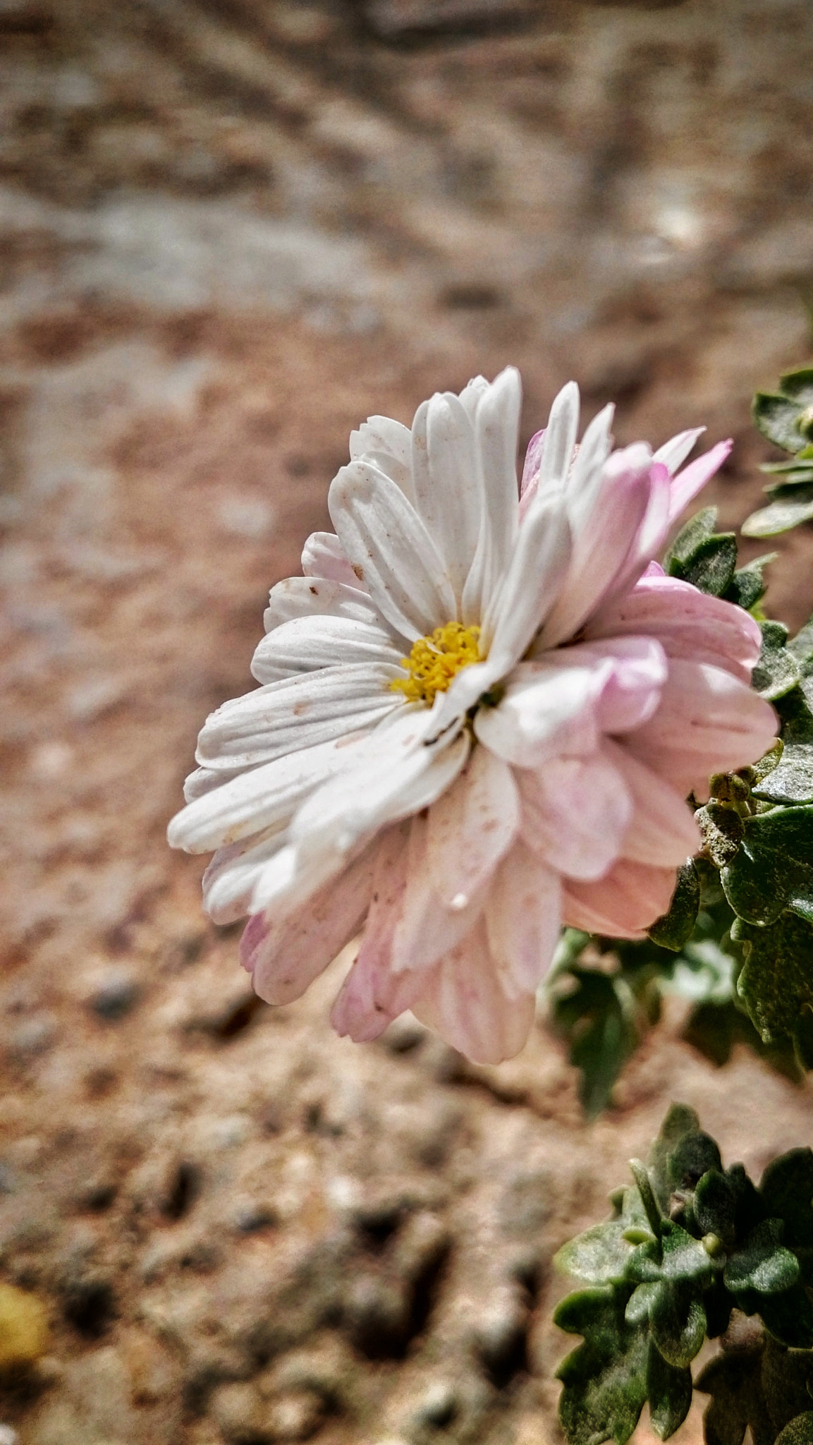 HUAWEI GX8 sample photo