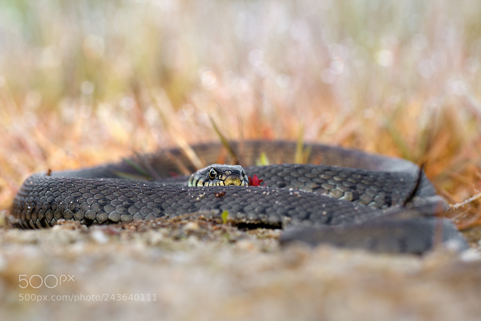 Canon EOS 7D Mark II sample photo. Natrix natrix photography