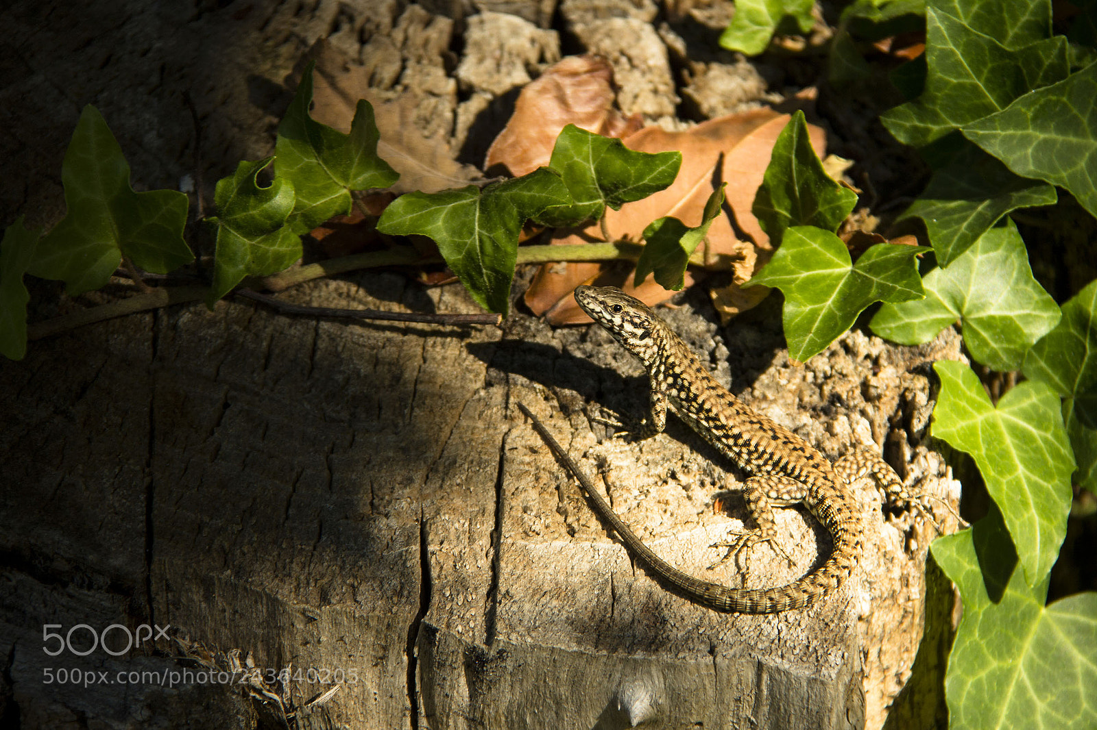 Canon EOS 60D sample photo. Echse photography