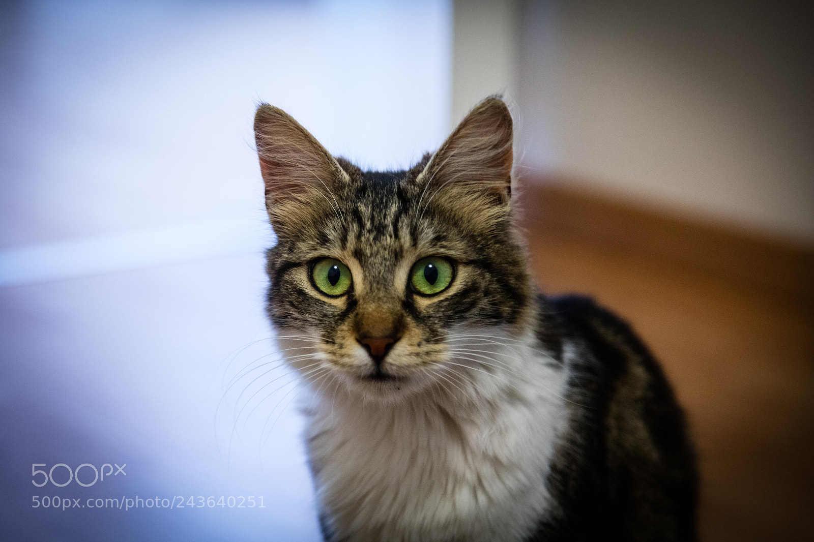 Canon EOS 5DS R sample photo. Cats eyes photography