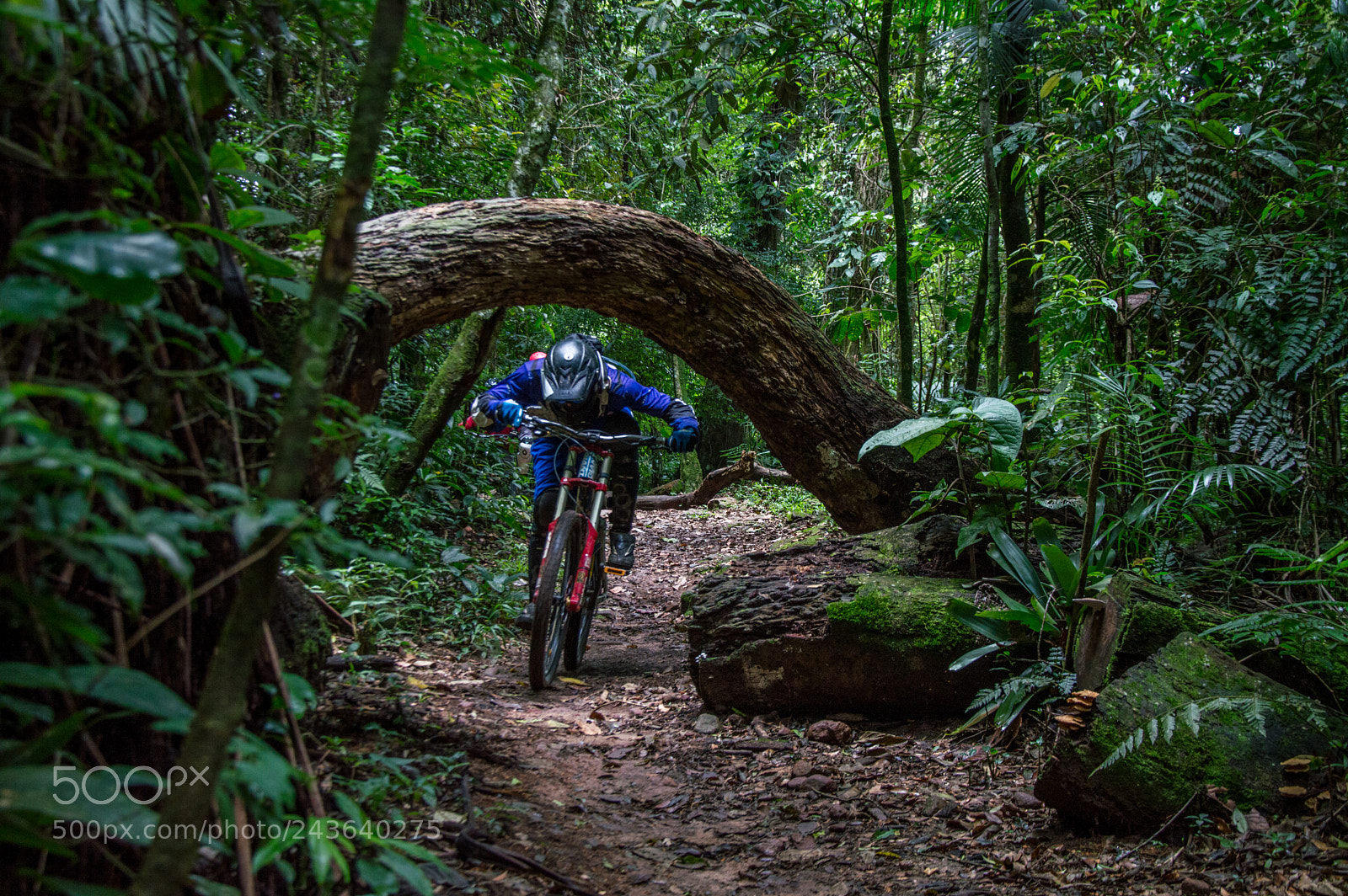 Nikon D3200 sample photo. Trilha do macaco monkey photography