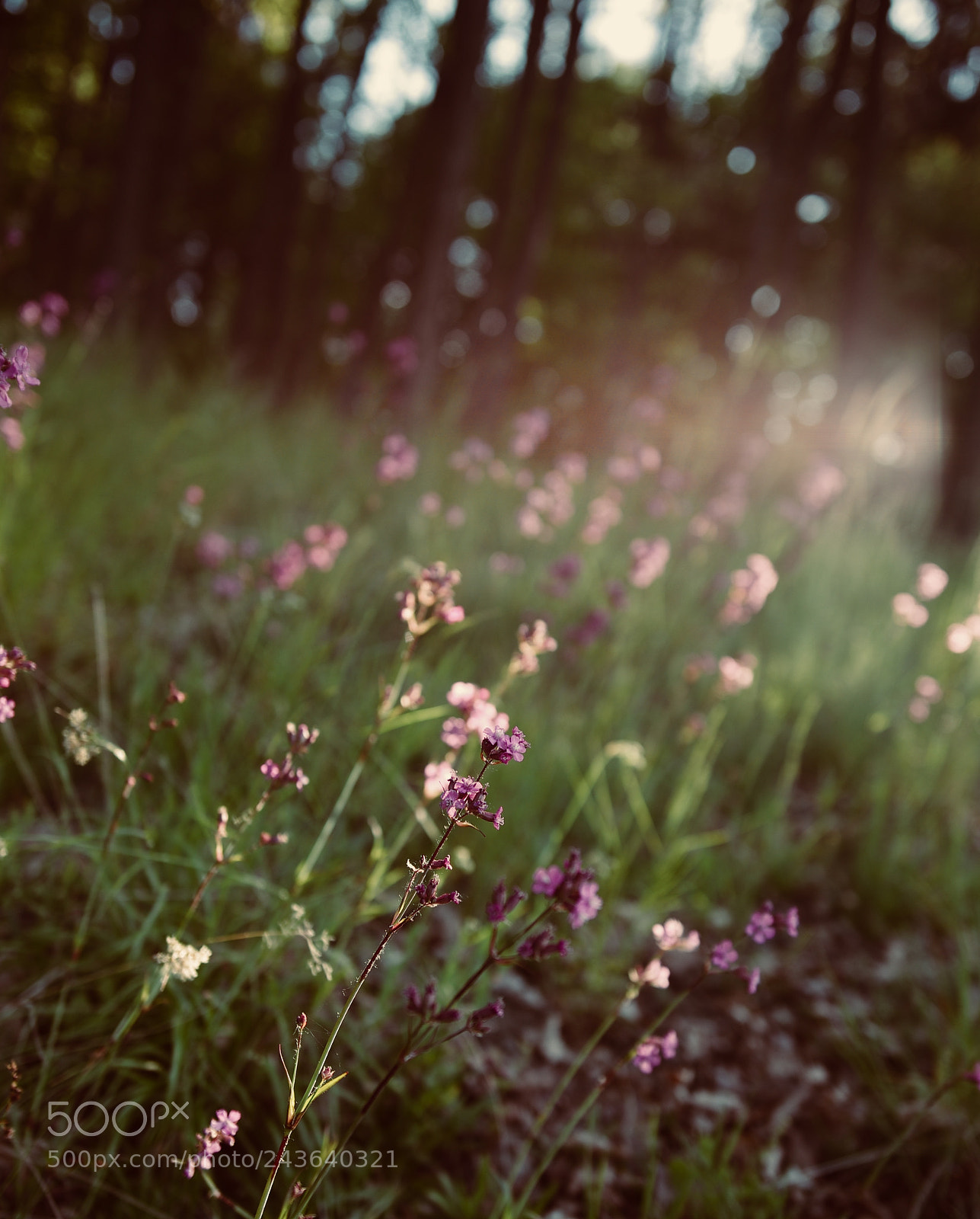 Pentax K-5 IIs sample photo. Untitled photography