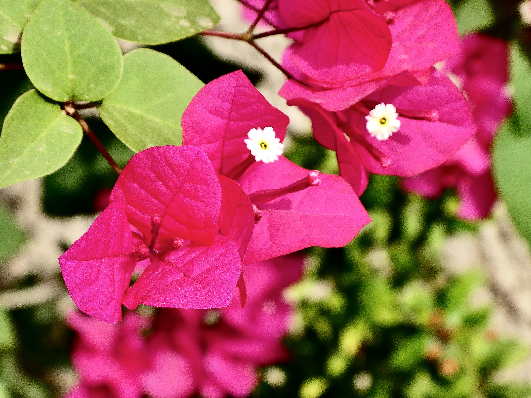 Panasonic DC-TZ91 sample photo. Glare photography