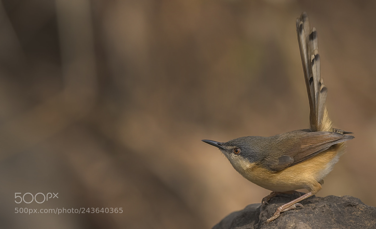 Nikon D500 sample photo. Ashy prinia photography