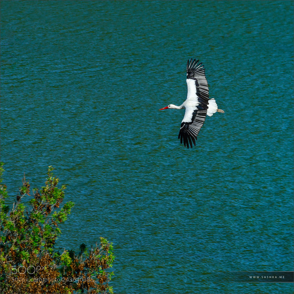 Sony Alpha a99 sample photo. Beautiful stork with red photography