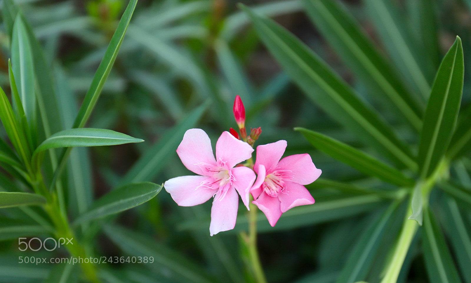 Canon EOS 6D Mark II sample photo. Pinky flowers photography