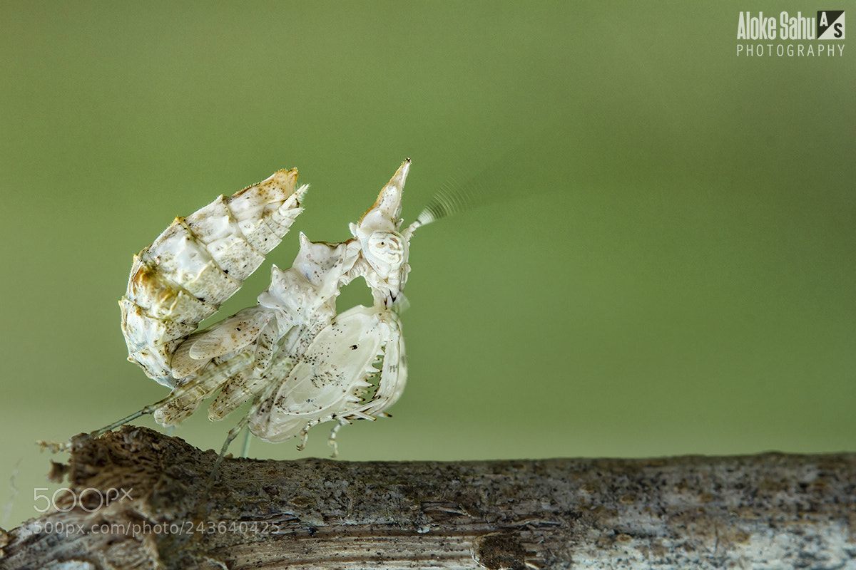 Canon EOS 60D sample photo. Ceratomantis saussurii photography