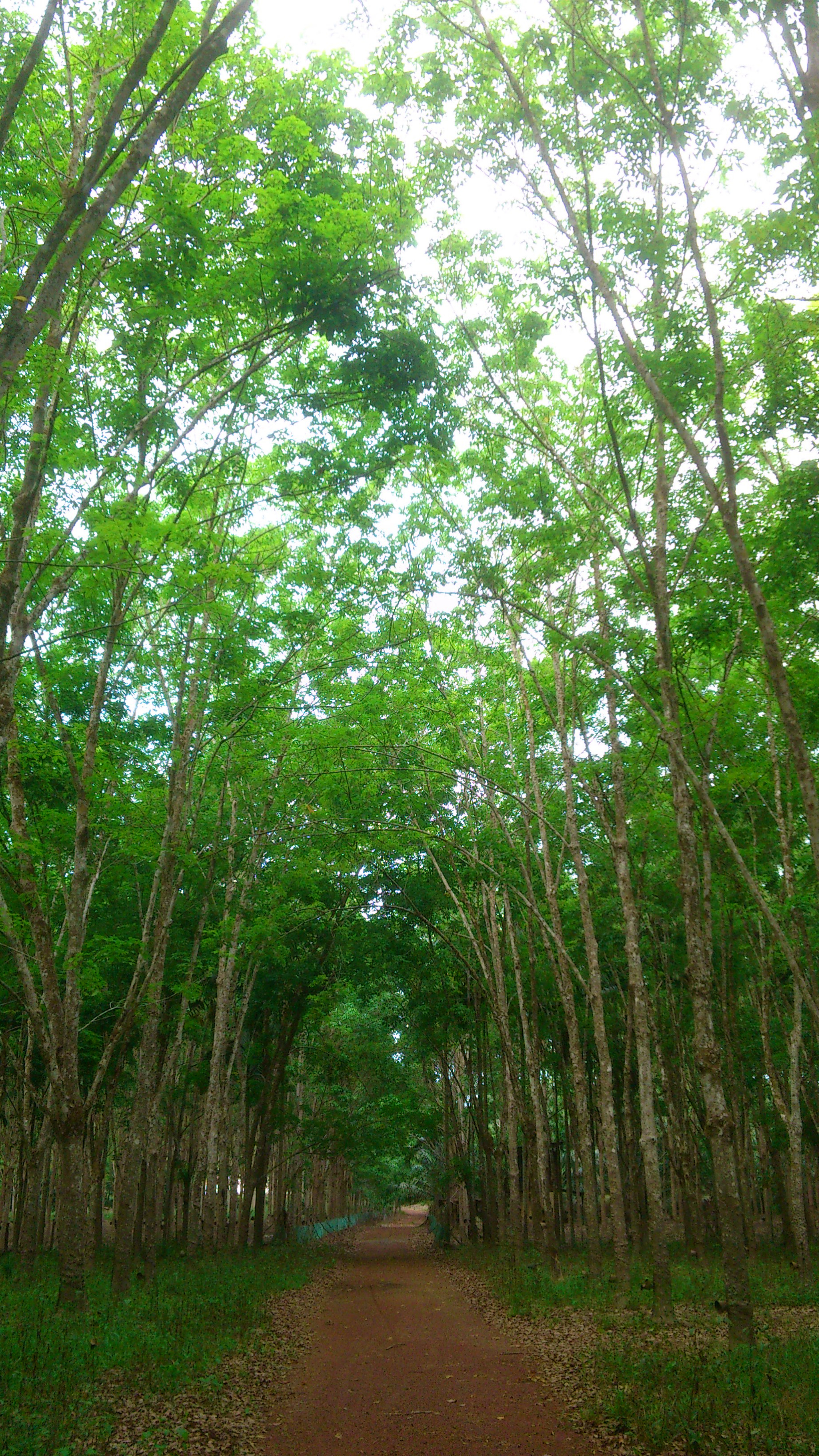 Sony Ericsson Xperia arc S sample photo