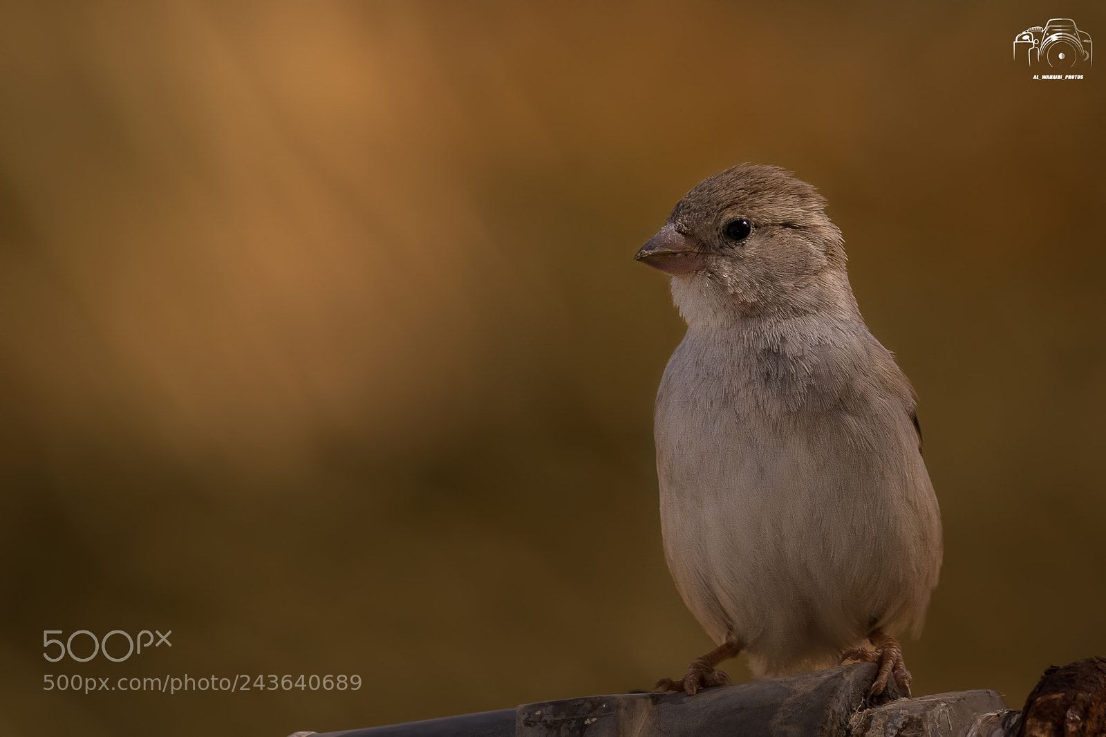 Canon EOS 7D Mark II sample photo. Untitled photography