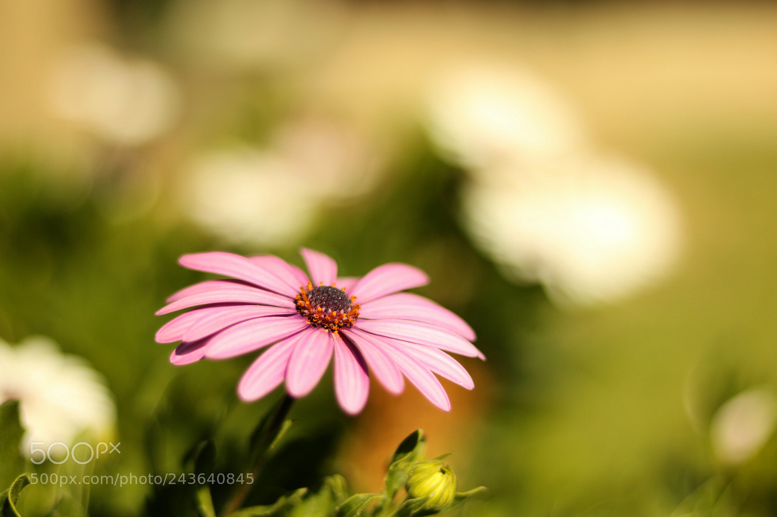 Canon EOS 760D (EOS Rebel T6s / EOS 8000D) sample photo. Alone beautiful photography