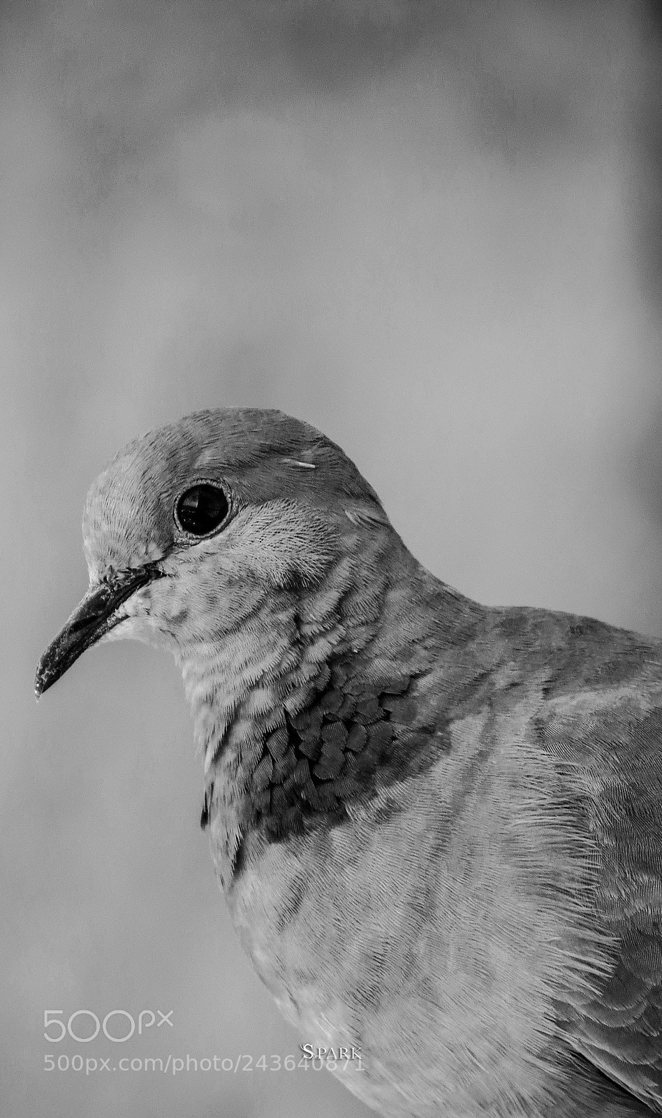 Canon PowerShot SX40 HS sample photo. *-* photography