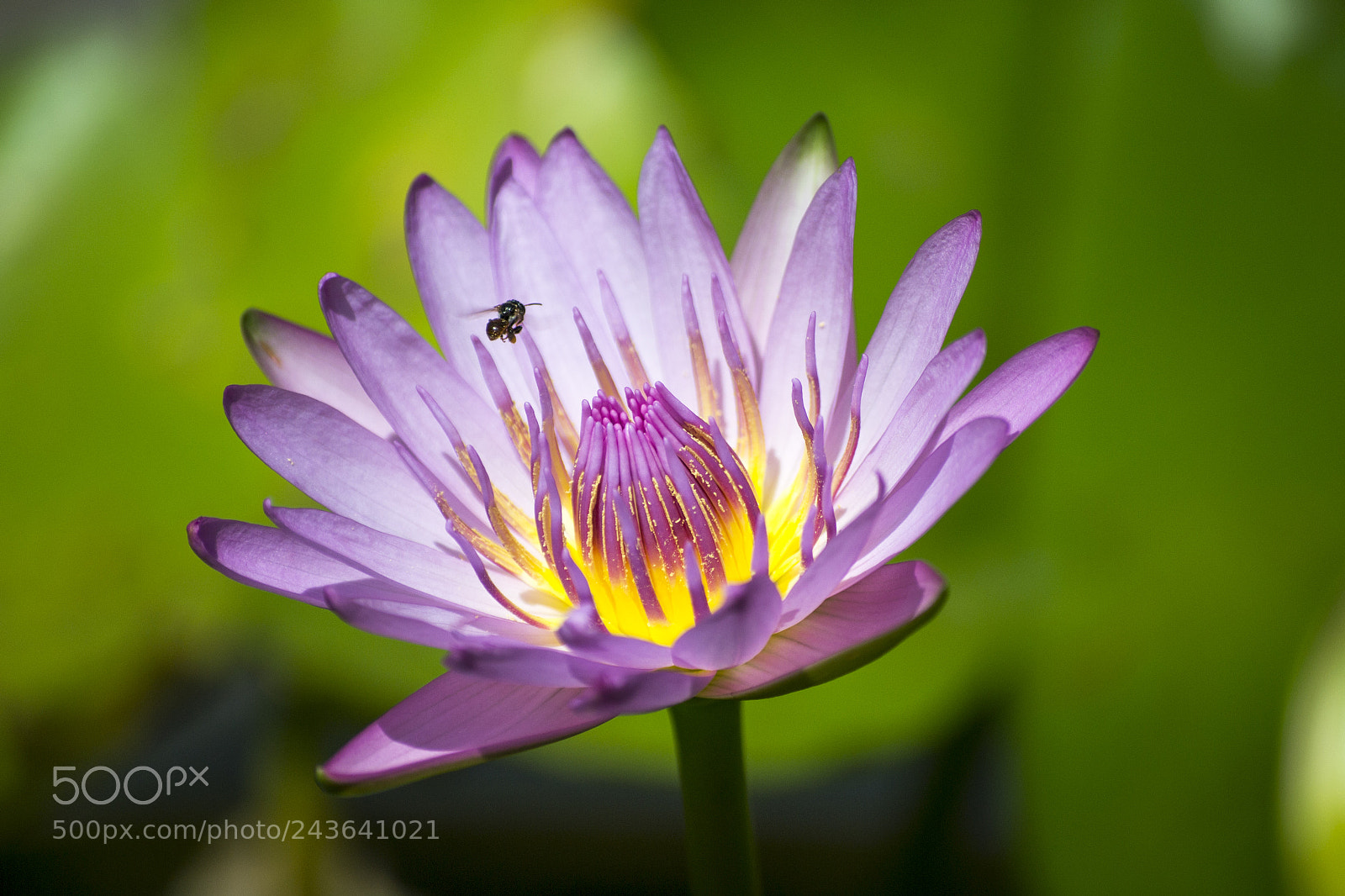 Nikon D3100 sample photo. Bee and flower photography
