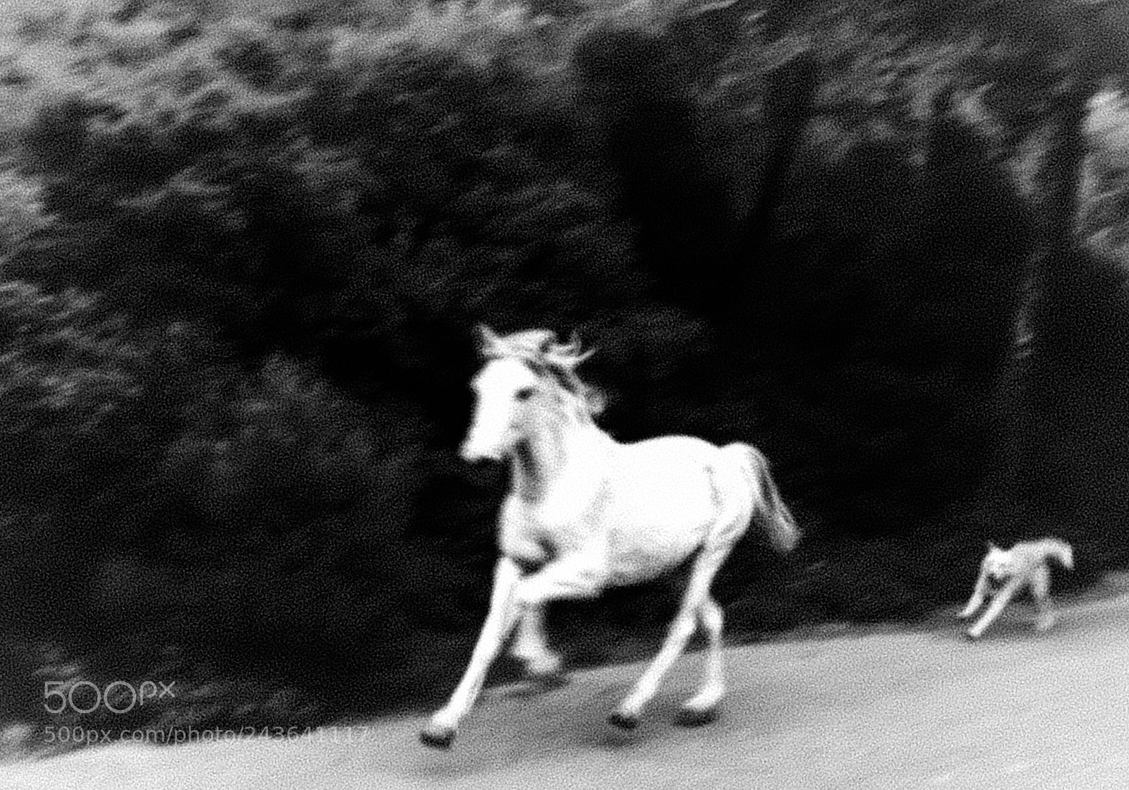 Apple iPhone 7 sample photo. Horses in heybeliada ... photography