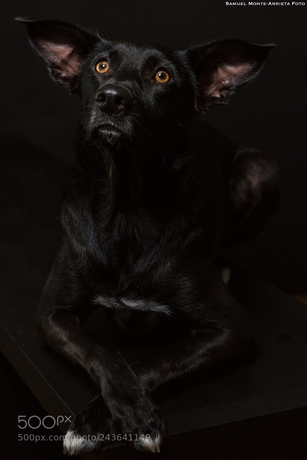 Nikon D810 sample photo. Doro photography