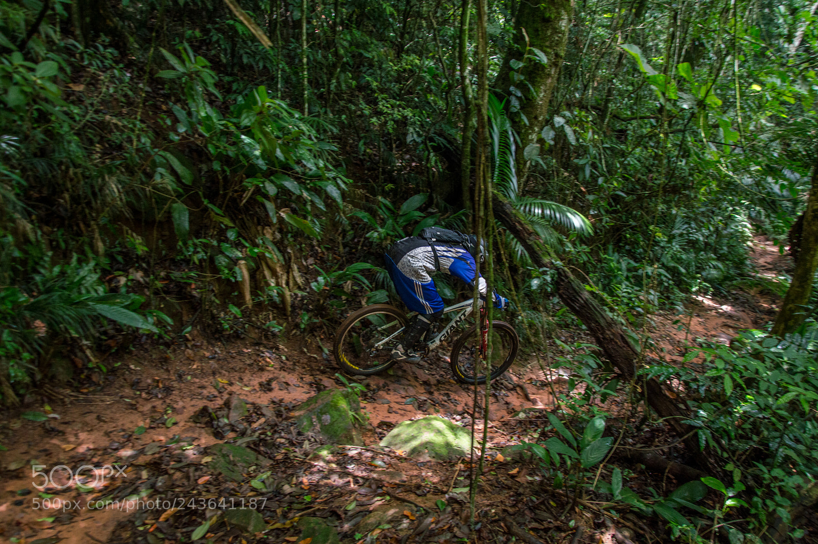 Nikon D3200 sample photo. Trilha do macaco monkey photography