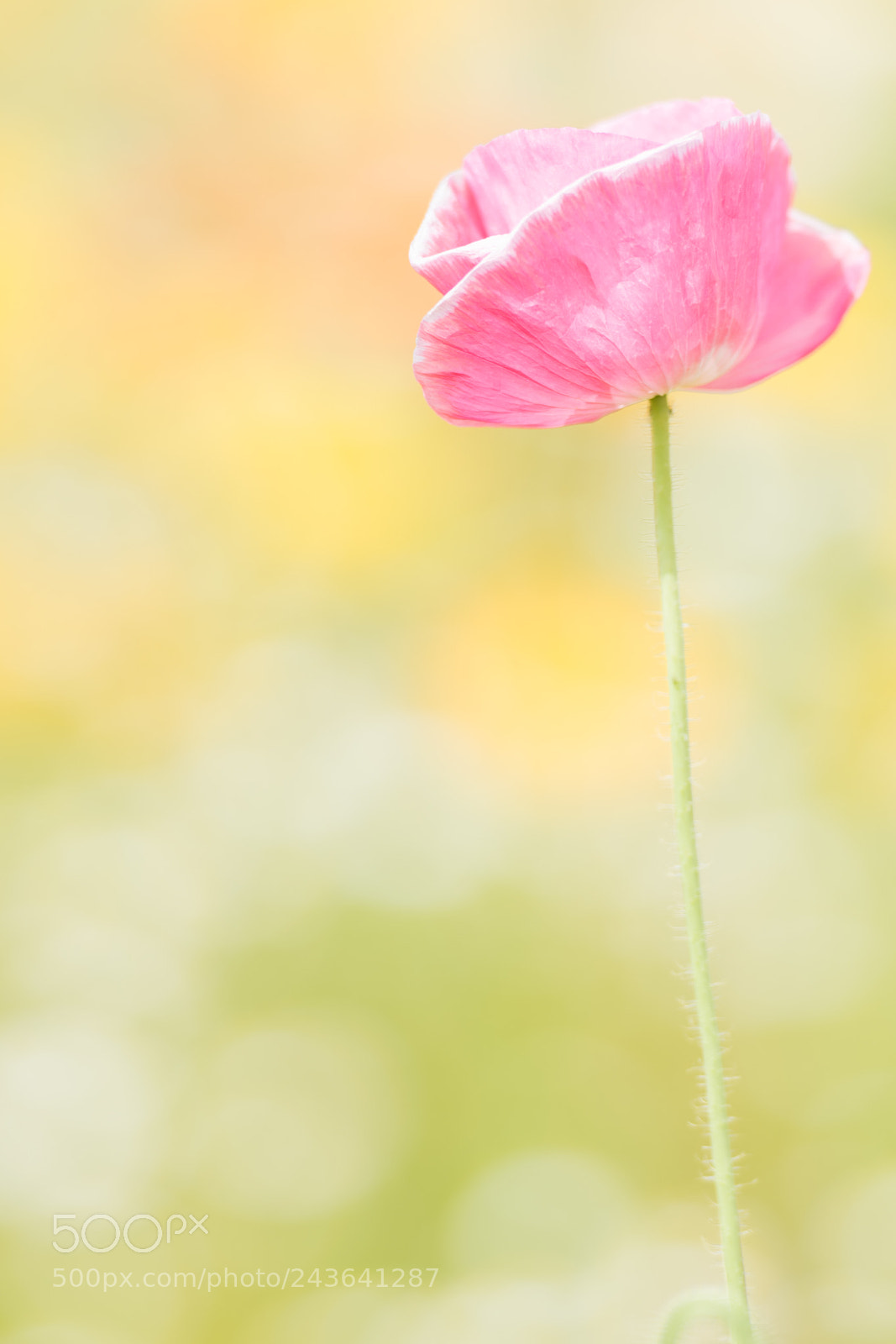 Nikon D810 sample photo. Autumn flowers photography