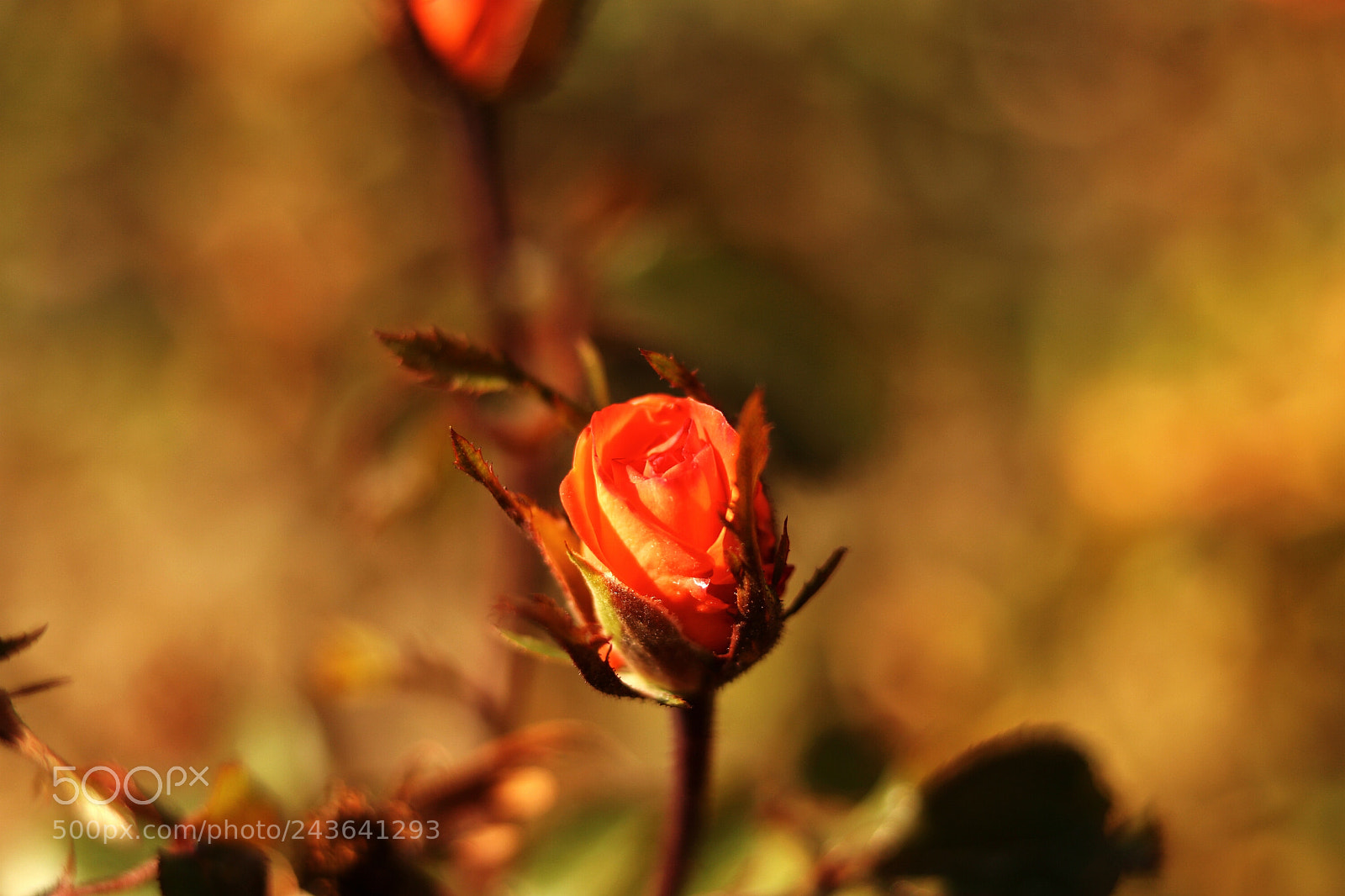 Canon EOS 760D (EOS Rebel T6s / EOS 8000D) sample photo. A little bud photography