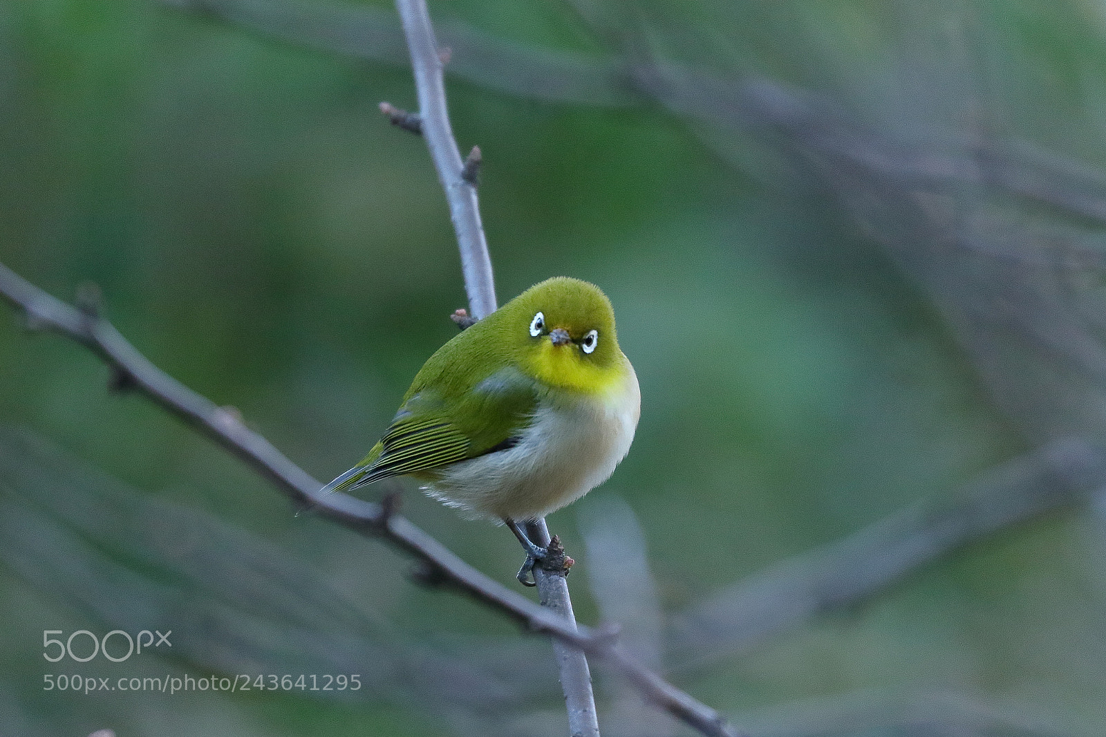 Canon EOS 7D Mark II sample photo. White  eye 7981 photography