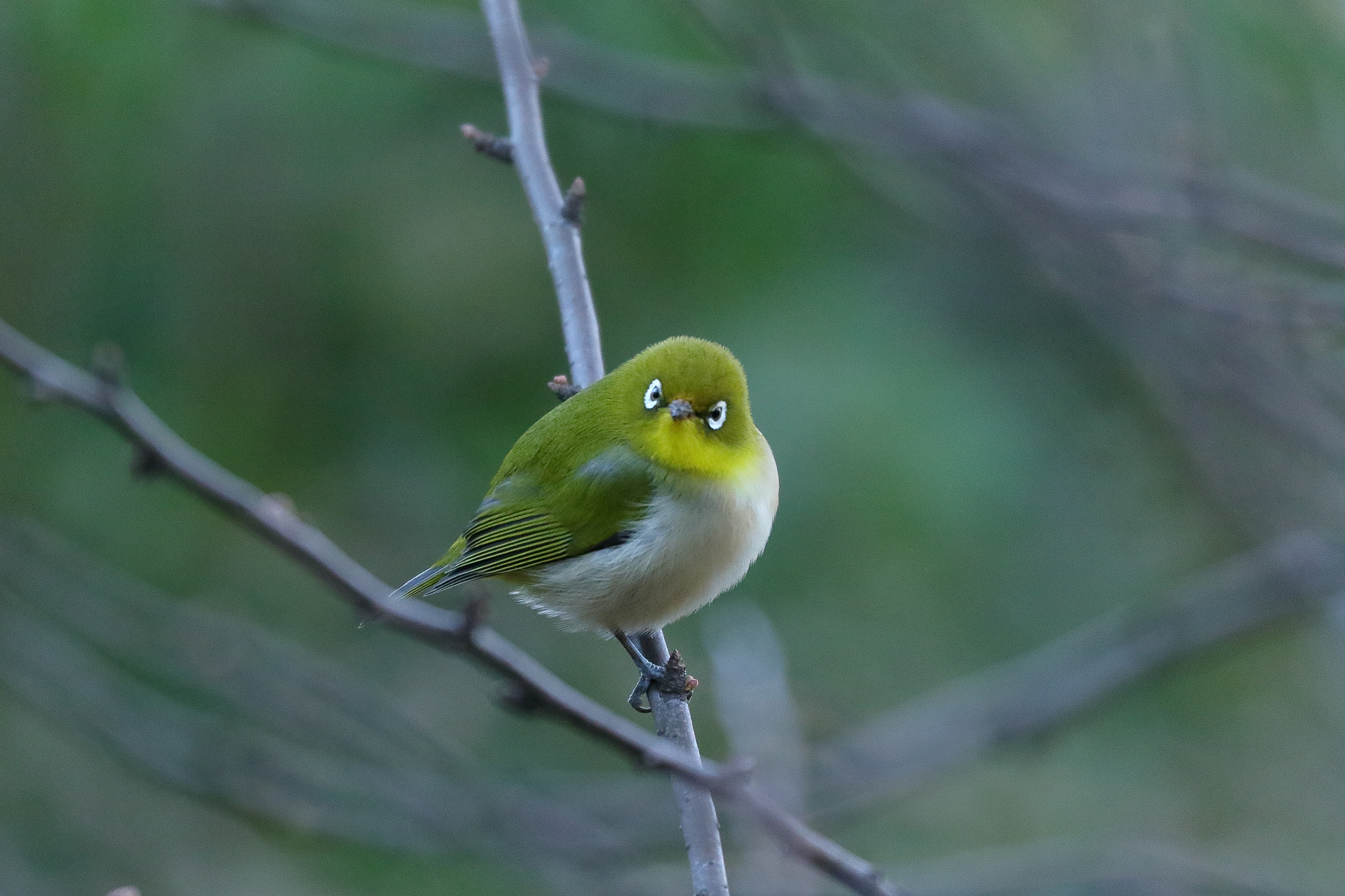 white  eye 7I2A7981