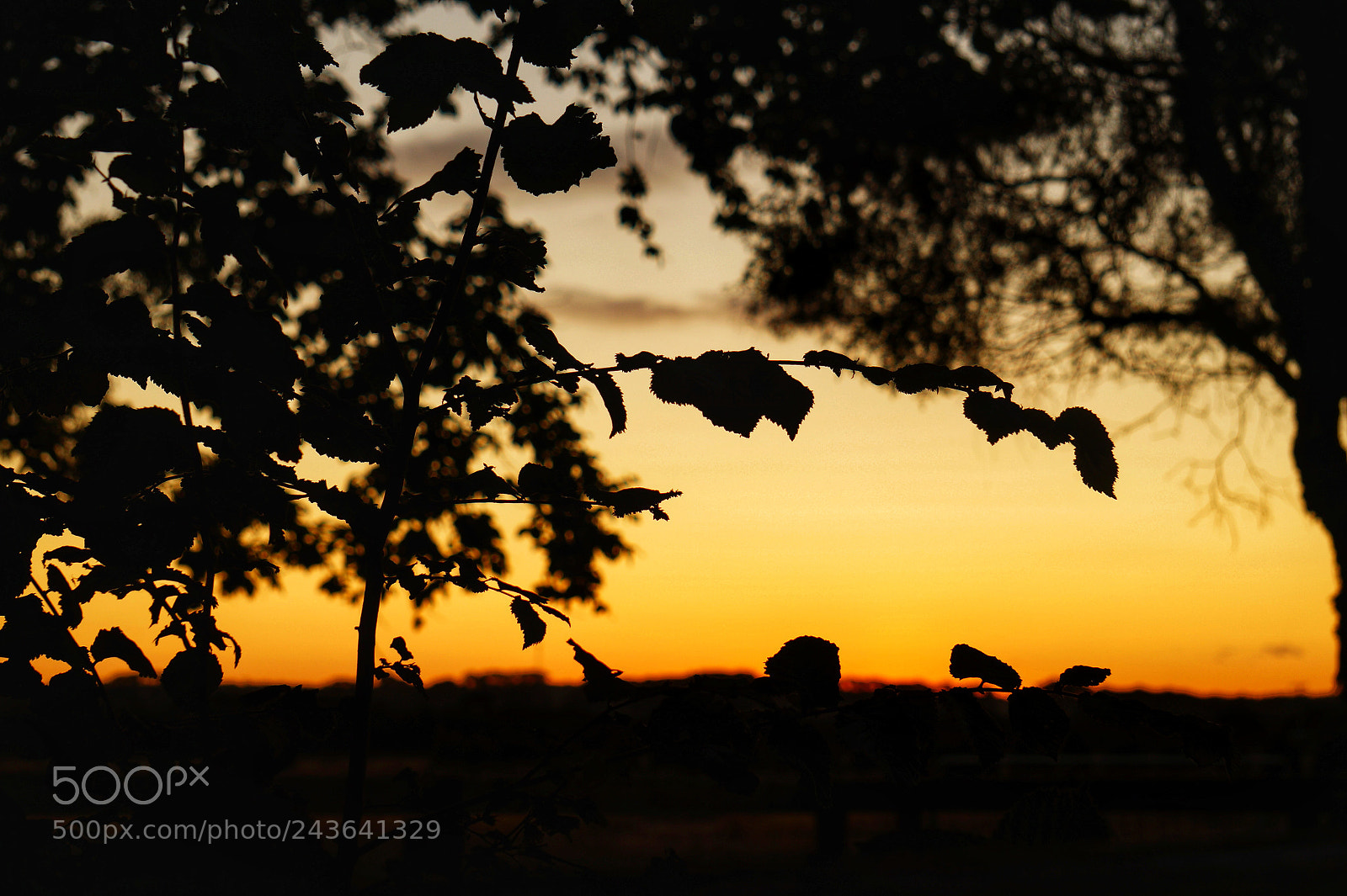Sony Alpha a3500 sample photo. Untitled photography