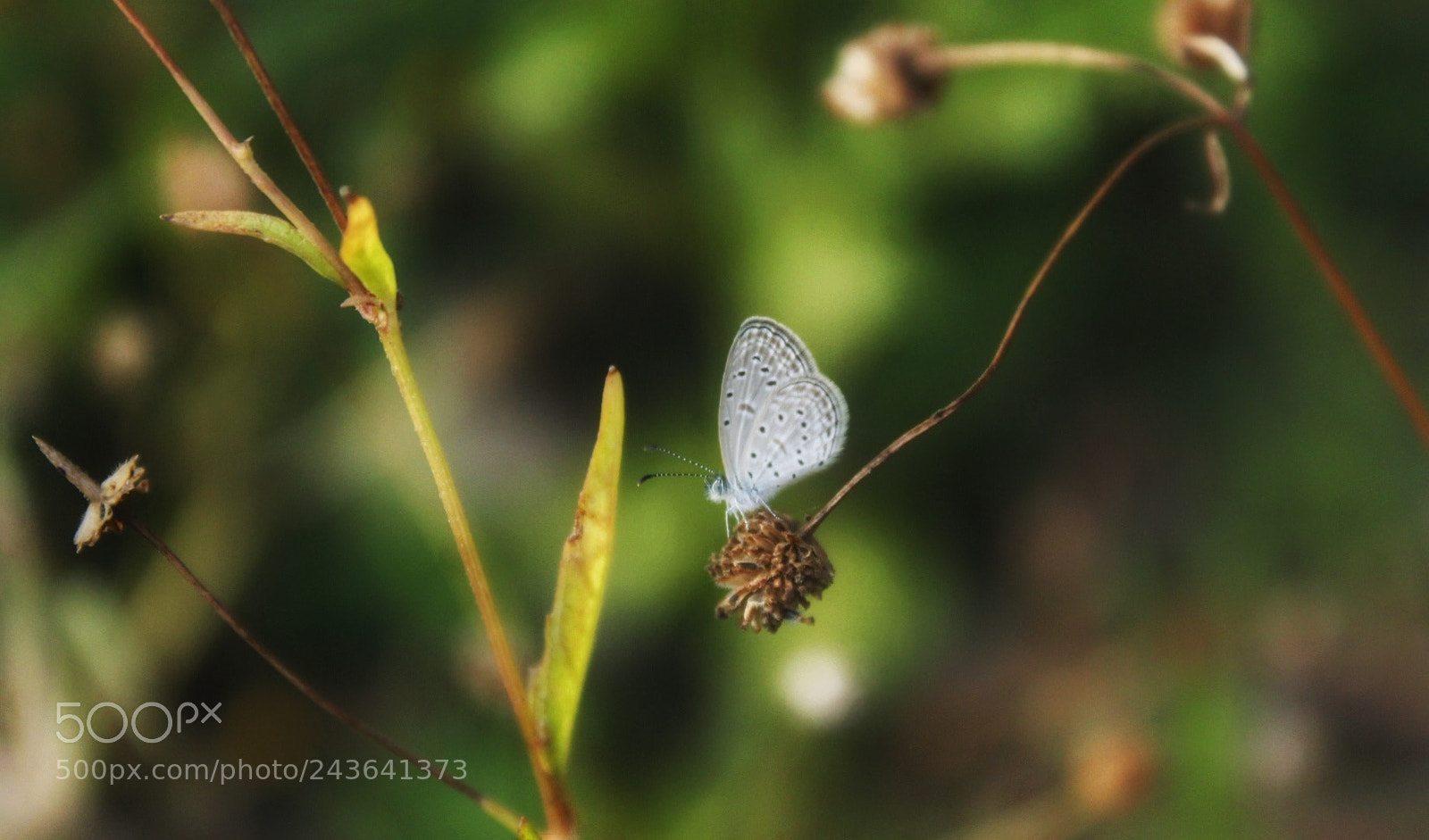 Canon EOS 1300D (EOS Rebel T6 / EOS Kiss X80) sample photo. Little butterfly photography