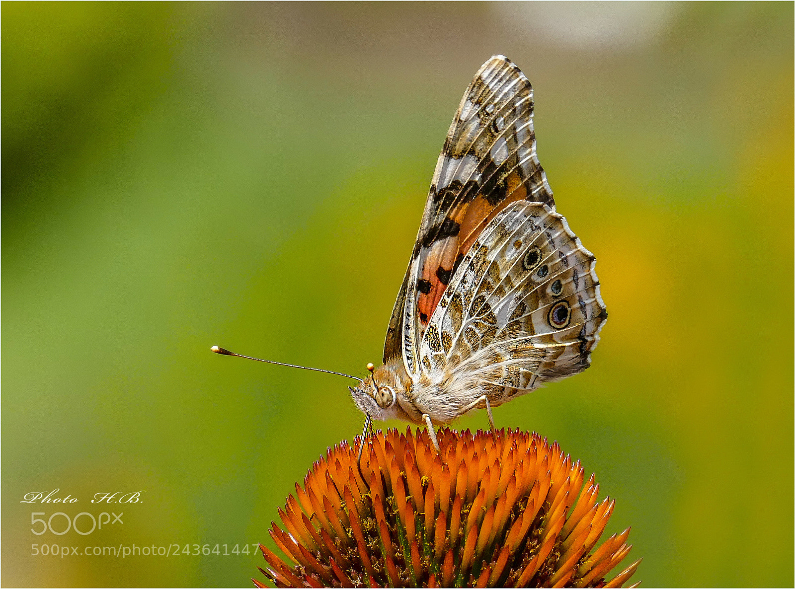 Panasonic Lumix DMC-FZ1000 sample photo. Distelfalter -  painted lady photography