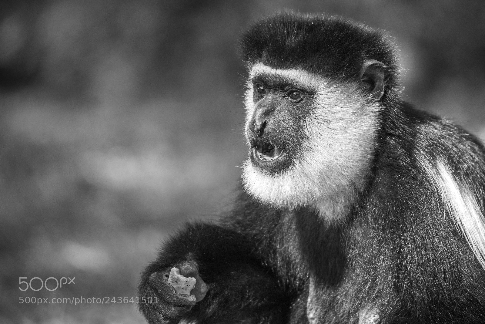 Nikon D810 sample photo. Black and white colobus photography