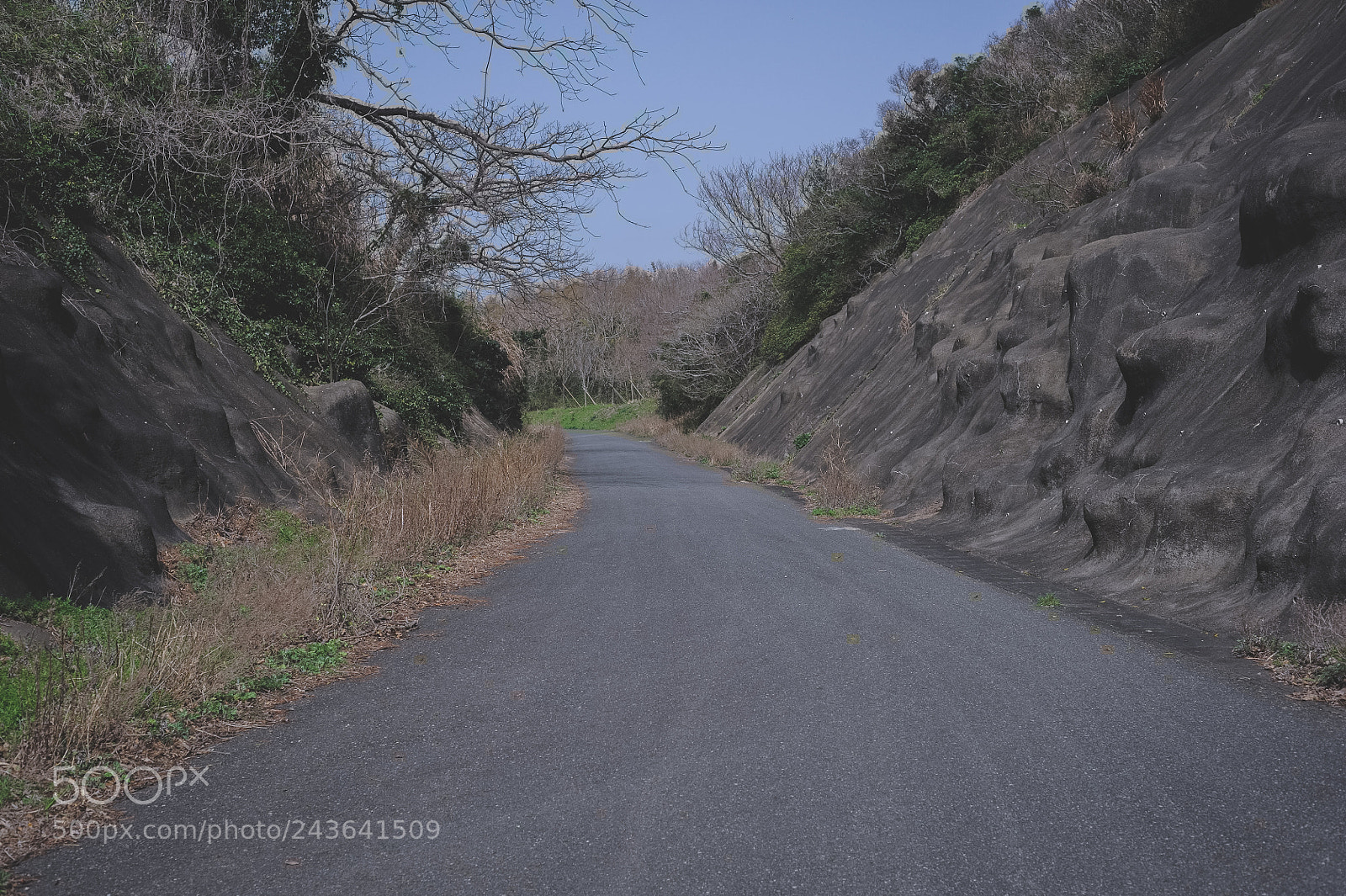 Nikon D700 sample photo. Fanfare for the common photography