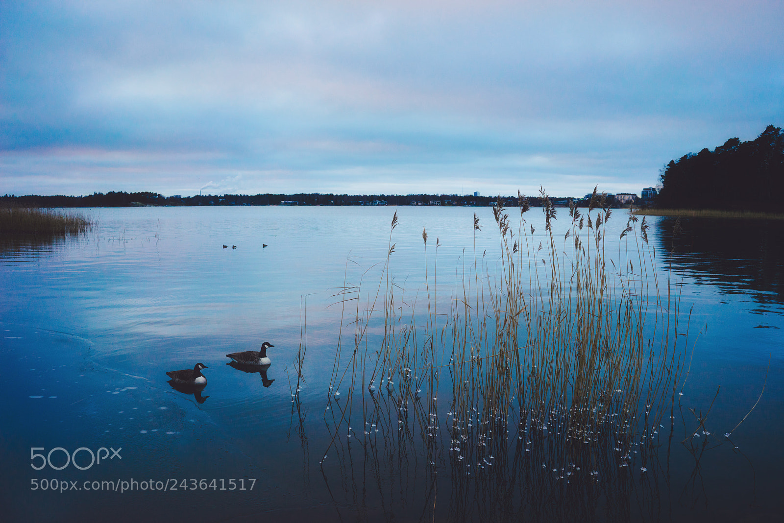 Sony a7R sample photo. A goose kind of photography