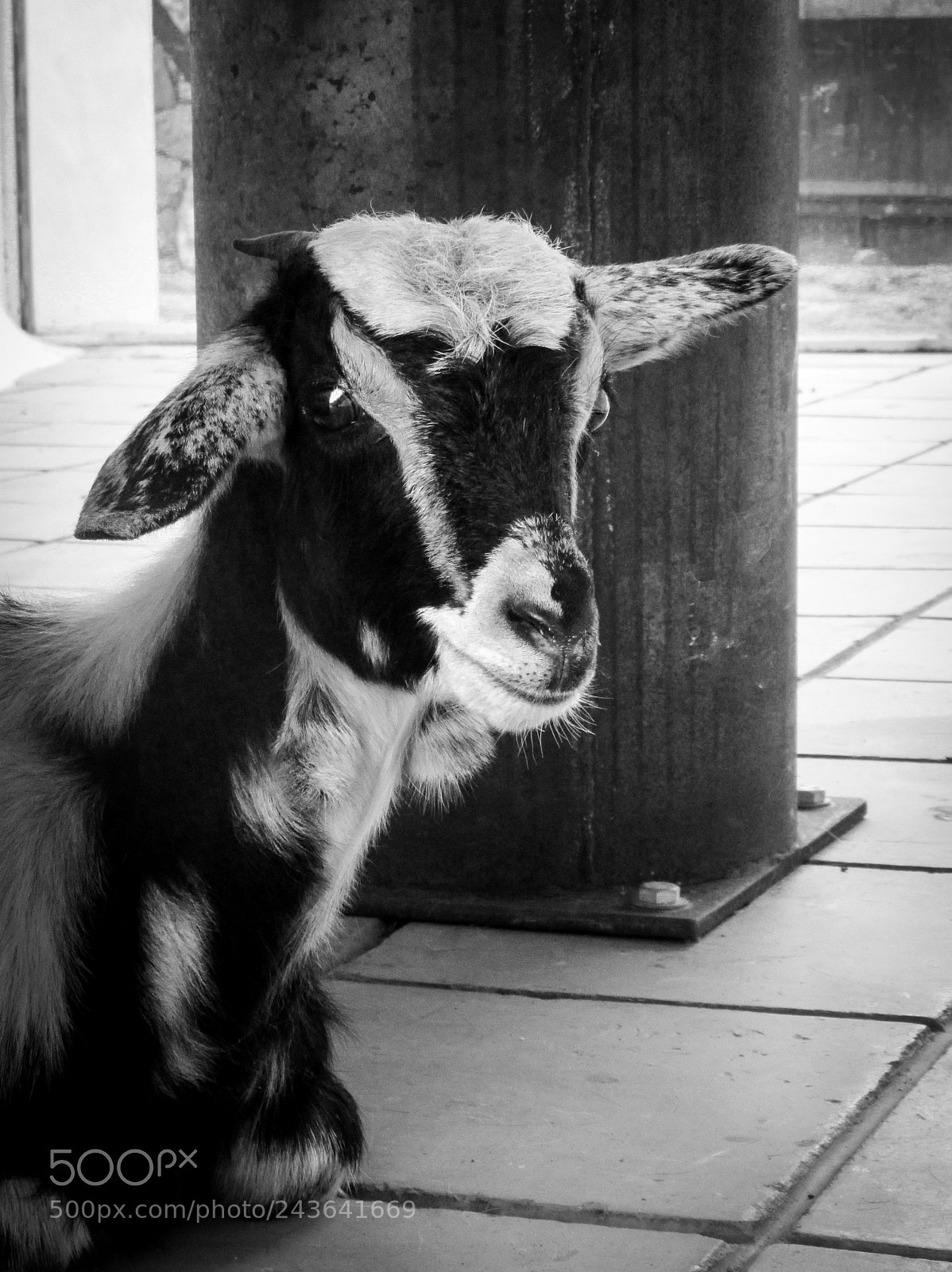Canon PowerShot SX620 HS sample photo. Lost goat photography
